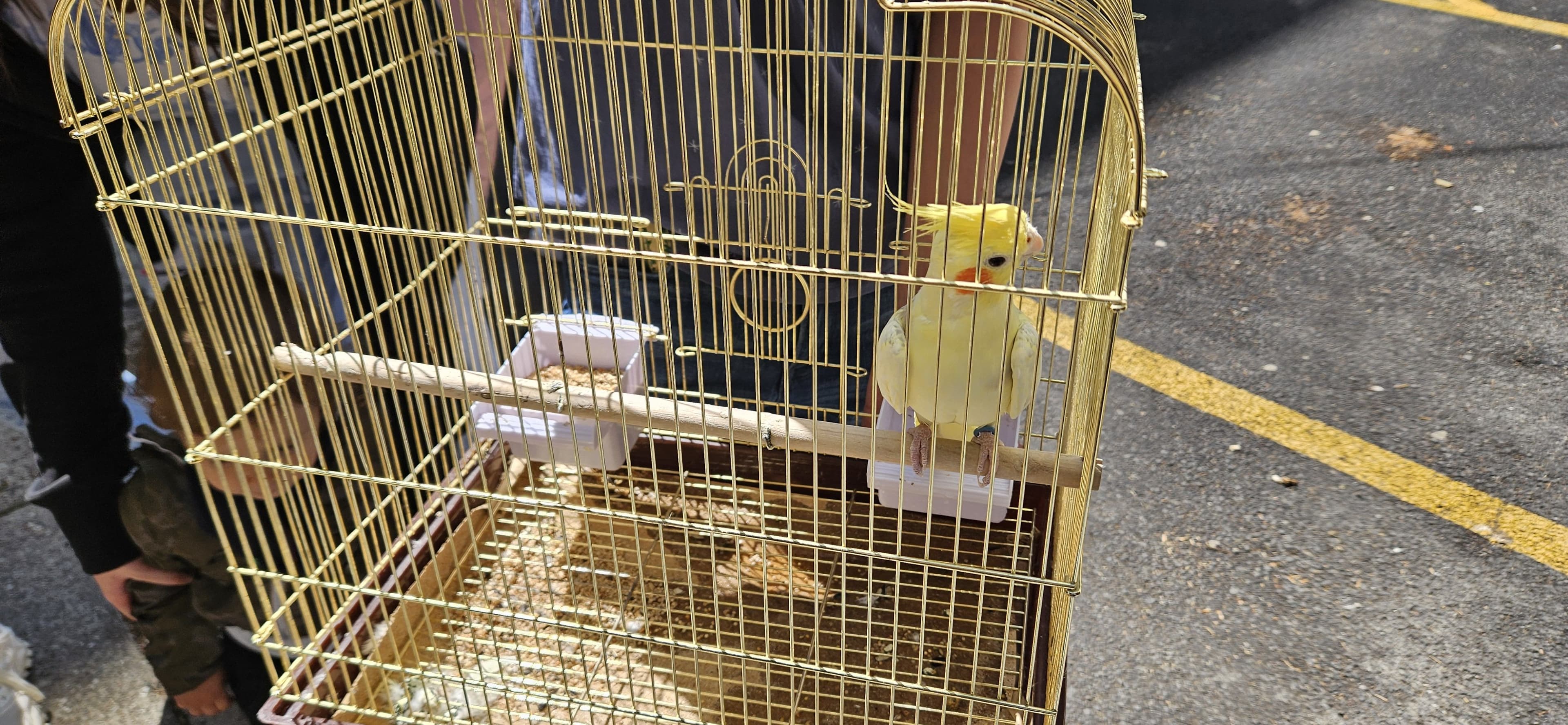 Дружење са љубимцима 11.5.  🐶🦜🐱🐹