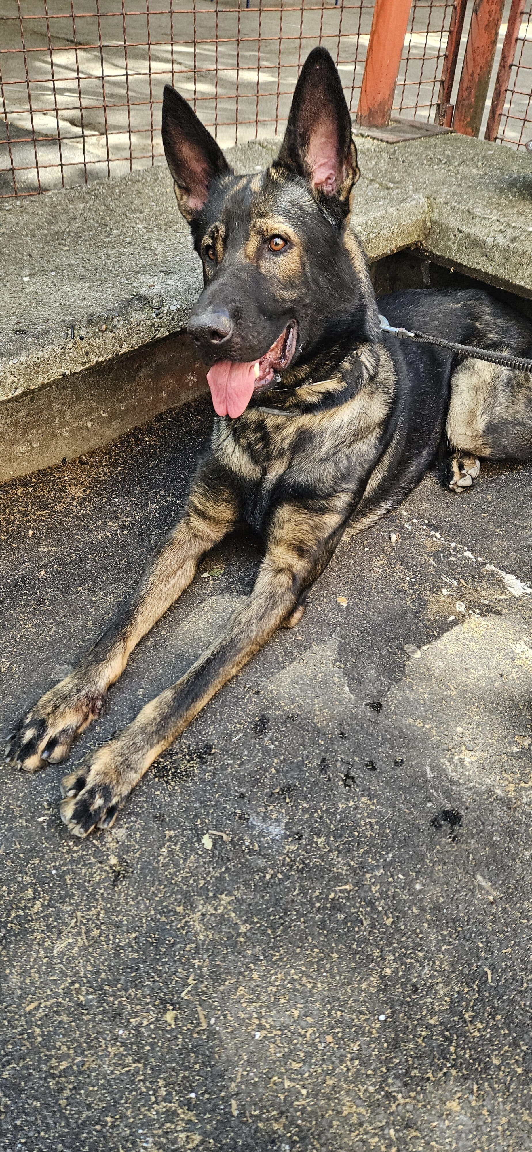 Дружење са љубимцима 11.5.  🐶🦜🐱🐹