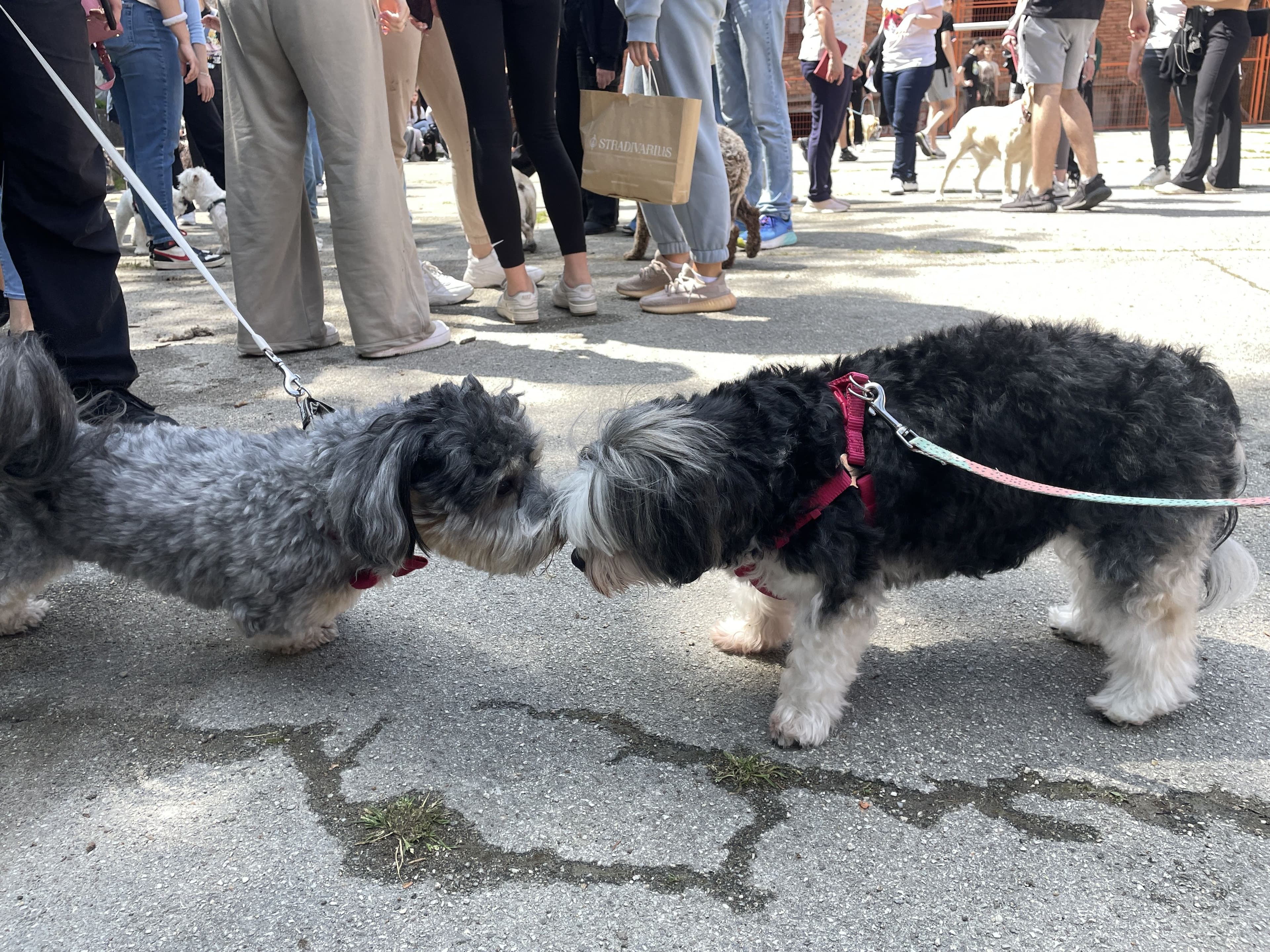 Дружење са љубимцима 11.5.  🐶🦜🐱🐹